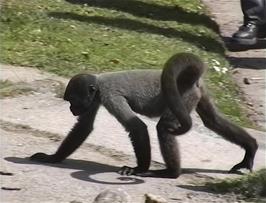 One of the Woolly Monkeys at the Monkey Sanctuary